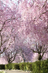 風土記の丘の桜のトンネル