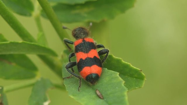 Mylabris Quadripunctata, red Beetle move and sitting on yellow flower. View Macro insect in wildlife