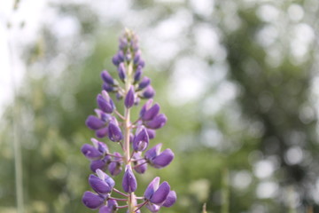 blue flowers on a background