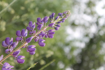 flowers on blue sky background