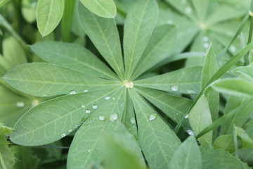 green leaf with water drops