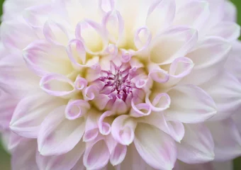 Poster Close up van paarse dahlia. © Suwit