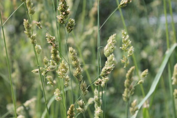 wild flowers in the grass