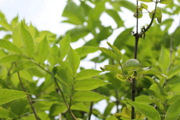 green leaves of tree in spring