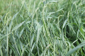 green grass with water drops