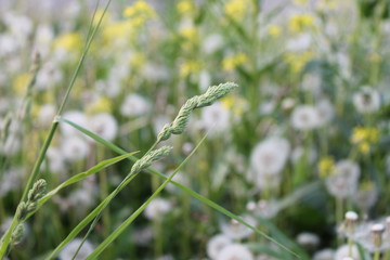 flower in grass