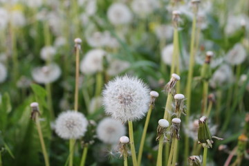 dandelion in grass