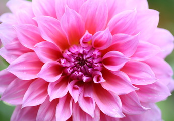 Fototapeta premium Beautiful pink dahlia in the garden. 