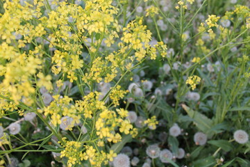 field of yellow flowers