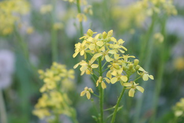 yellow flowers in the garden