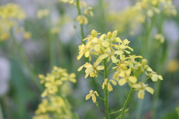 yellow flowers in the garden