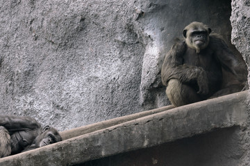 Portrait of Gorilla sitting on a slide