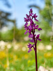 Kleine Knabenkraut, Anacamptis morio, Orchis morio