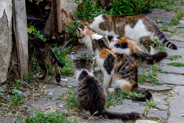 chats