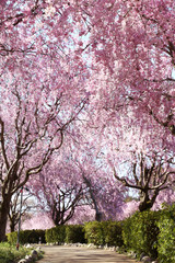 風土記の丘のシダレザクラ