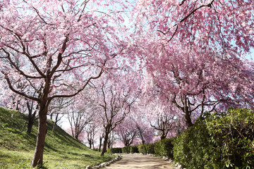 風土記の丘のシダレザクラ