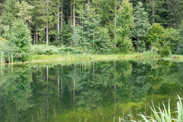 Fototapeta premium little lake among summer fir woods. Black Forest, Germany