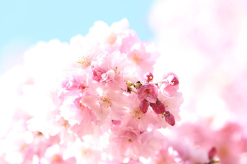 しだれ桜の花