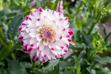 blossoming white and violet dahlia, Stuttgart