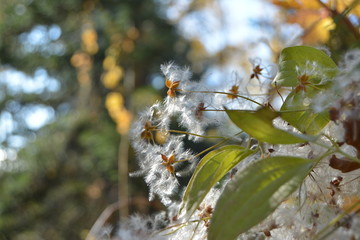 tree in the spring
