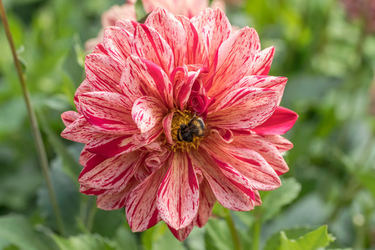 bee on blossoming dappled white and red dahlia, Stuttgart