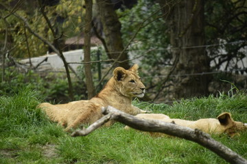 lion cub