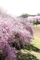 風土記の丘のシダレザクラ