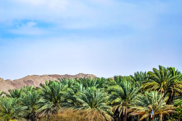 Fototapeta na wymiar Oasis in the Arabian desert