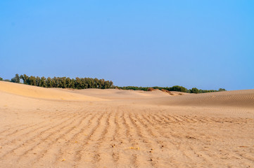 An oasis in the Thar desert 