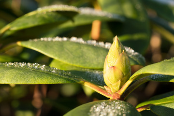 Close up of rhododendron bud in right side of the frame with a little rime frost on the leaves