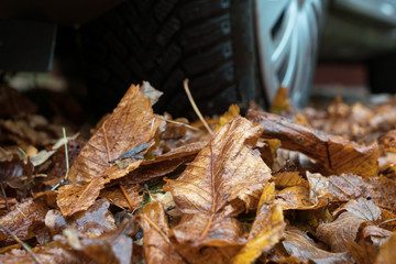 Fallen autumn leaves with selective focus in the front and car tyre in the blurred background seen from low angle