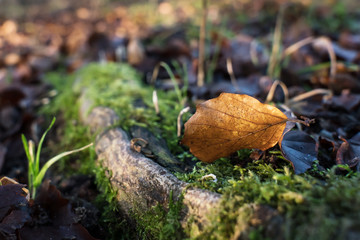 Selective focus on orange beech leaf on the forest floor with tree root and moss 