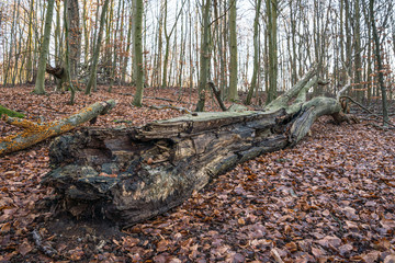 Old tree trunk laying on the ground in a forest after leaves have fallen