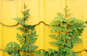 Top of a tree  on yellow roof metal  background