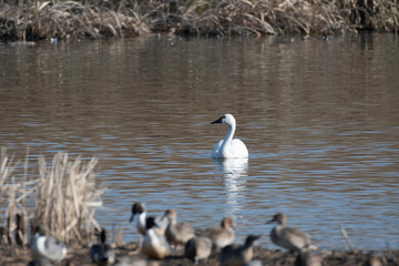 Whistling swan american subspecies in Lake Gaba of Gunma prefecture, Japan