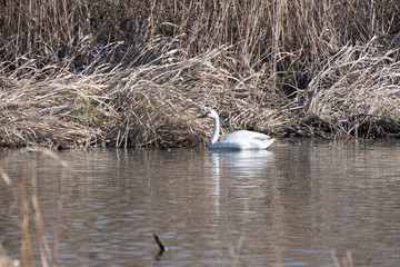 Whistling swan american subspecies in Lake Gaba of Gunma prefecture, Japan