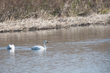 Whistling swan american subspecies in Lake Gaba of Gunma prefecture, Japan