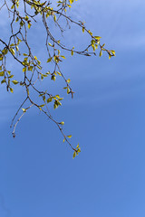 Birch tree branches during early spring. In this photo you can see plenty of branches with small buds of new green leaves. Photographed in Finland during a sunny spring day. Blue sky in the background