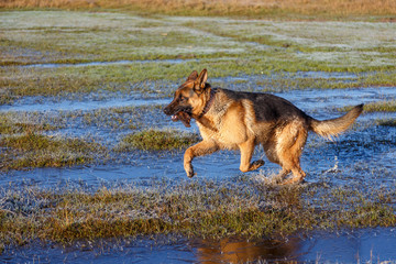 Perro de raza Pastor Alemán, macho, saltando sobre humedal con hielo. Animal de compañía.