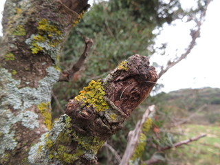 moss in the woods