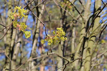 Tree branches with the first small, young green leaves and flowers of the spring in Finland. Closeup photo with forest and blue sky in the background.  Color image photographed during a sunny day.