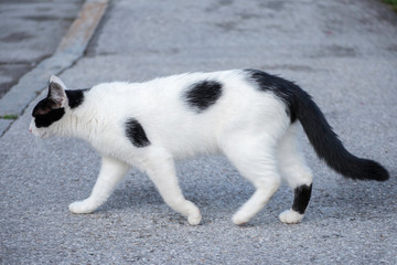 black and white cat walking on the street keeping direction, undisturbed