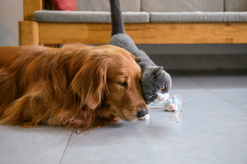 British shorthair and golden retriever