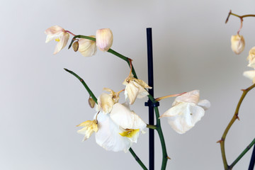 Dry, died white phaleonopsis orchids with white background. These flowers used to be a beautiful part of Scandinavian home decoration but now they're not doing well.  Closeup color image.