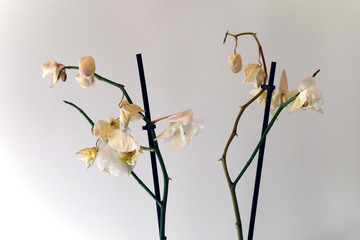 Dry, died white phaleonopsis orchids with white background. These flowers used to be a beautiful part of Scandinavian home decoration but now they're not doing well.  Closeup color image.
