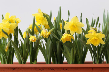 Obraz premium Many yellow spring flowers in a brown flower box on a balcony. White Background. These flowers are called daffodil, narcissus or easter lily flowers, typical decorations for early spring and Easter.