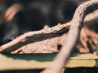 Twigs and leaves