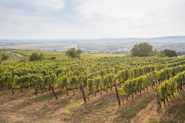 Fototapeta na wymiar Vineyard around Tokaj, Tokaji Hungary Sarospatak region Hercegkut