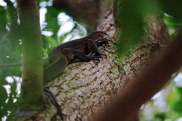  Small Monitor lizard climbing tree