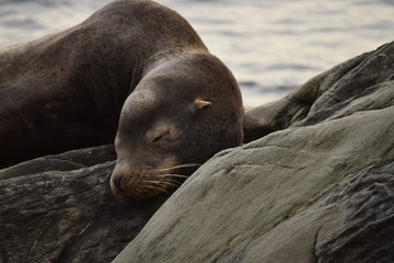 seal on rock